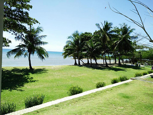 the coconut trees and the landscape in the beach